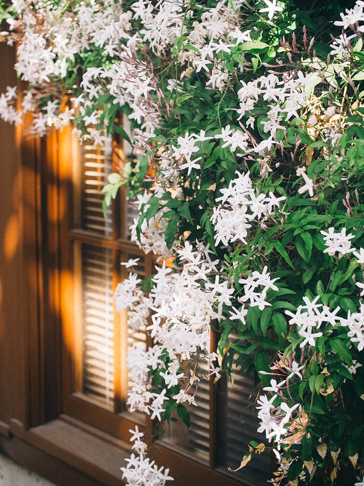 Hamptons Awaits Luxury Soy Wood Wick Candle: jasmine + musk