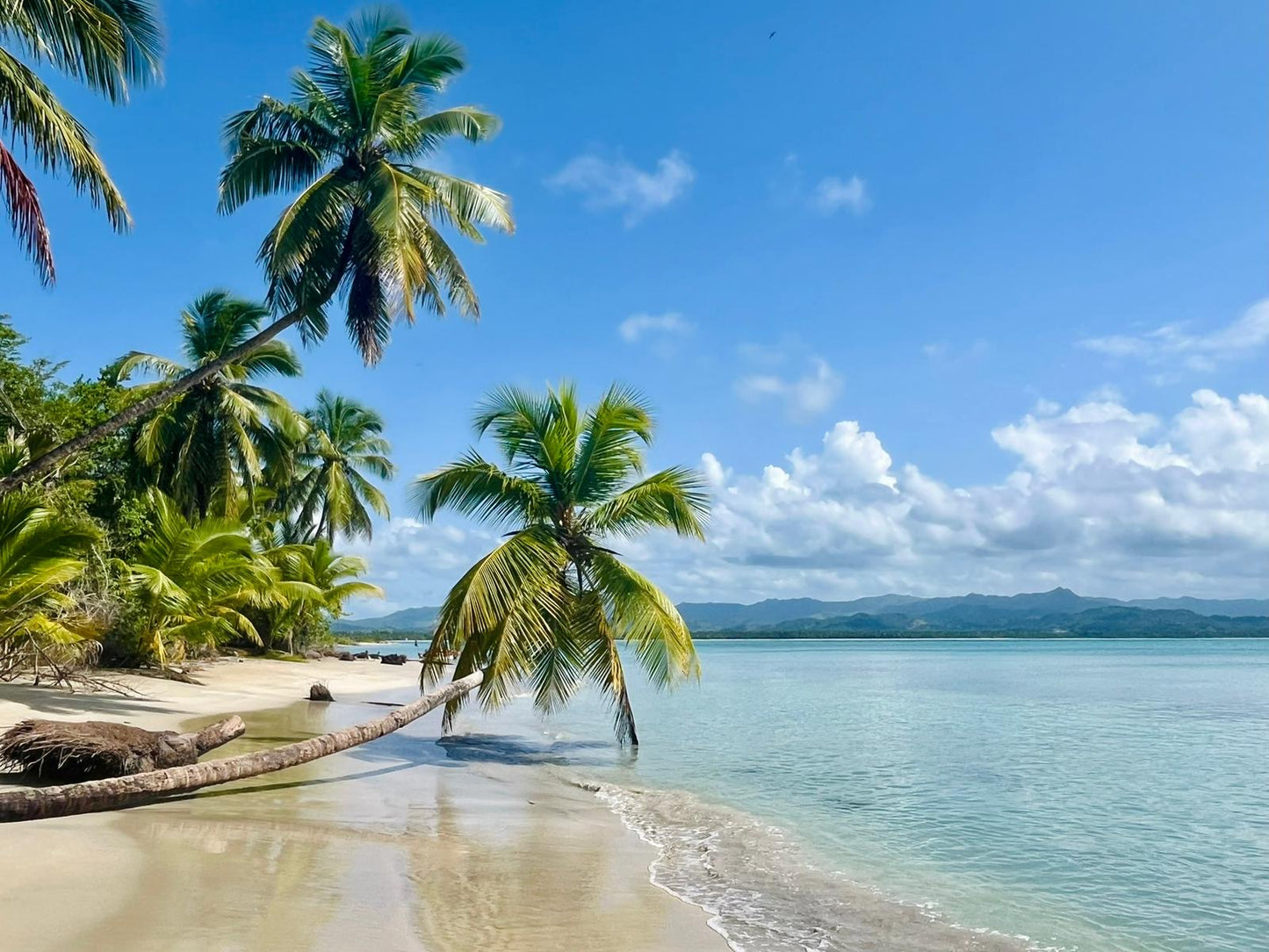 Punta Cana Awaits Luxury Soy Wood Wick Candle: cashmere + confectionery