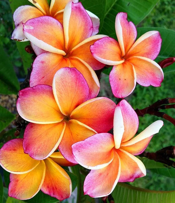 Curacao Awaits Luxury Soy Wood Wick Candle: peach + frangipani